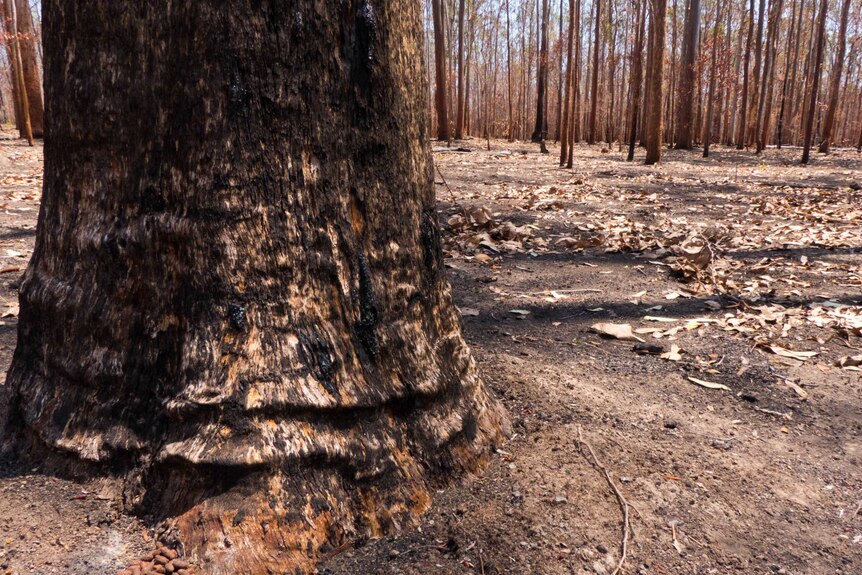 The blackened trunk of a tree, pictured after bushfires, with a mound of koala scat at its base.