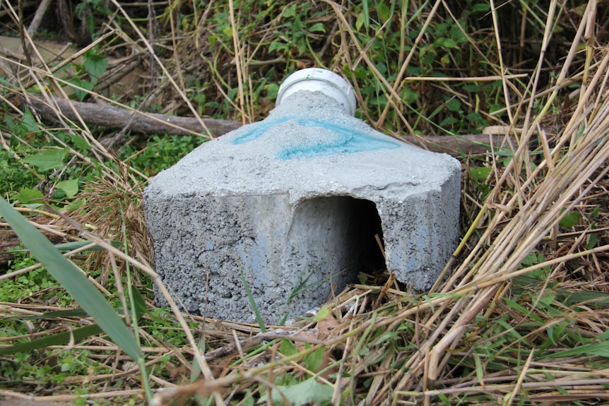 A concrete bunker for penguins sits amongst bushland