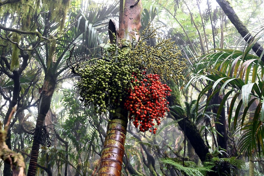 Large green and red seeds on the trunk of a palm tree in a mountain forest.
