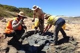 On a beach near Cape Otway, volunteers dig through layers of sandstone