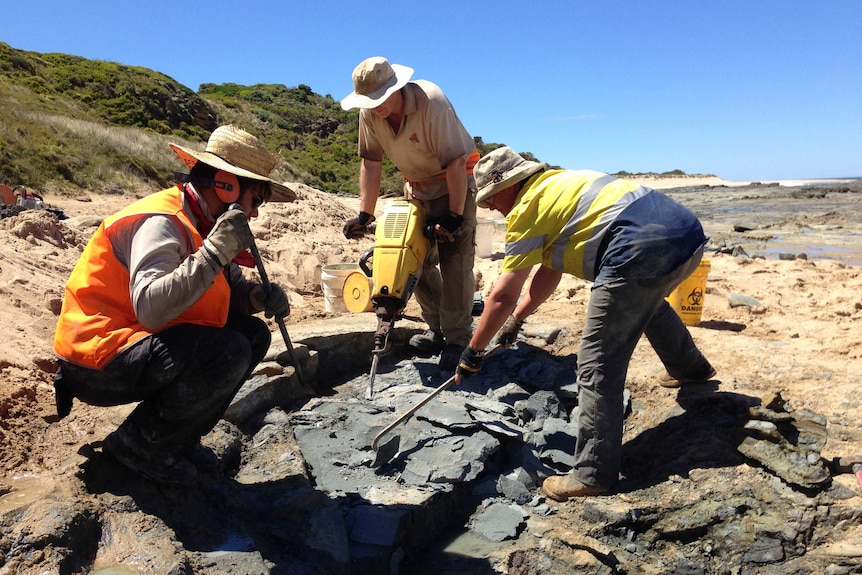 On a beach near Cape Otway, volunteers dig through layers of sandstone