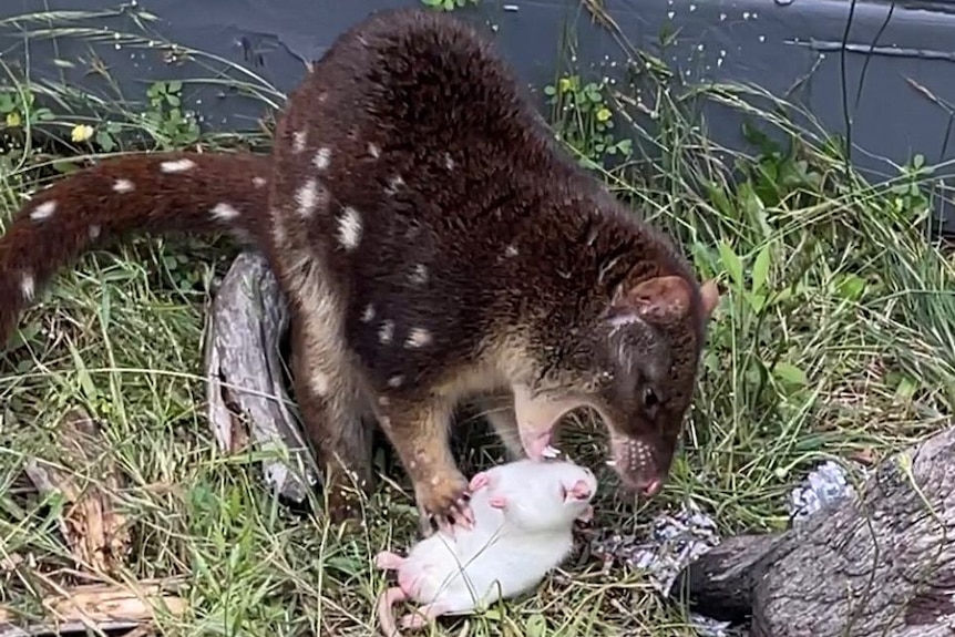 A quoll with white spots eats a white mouse 