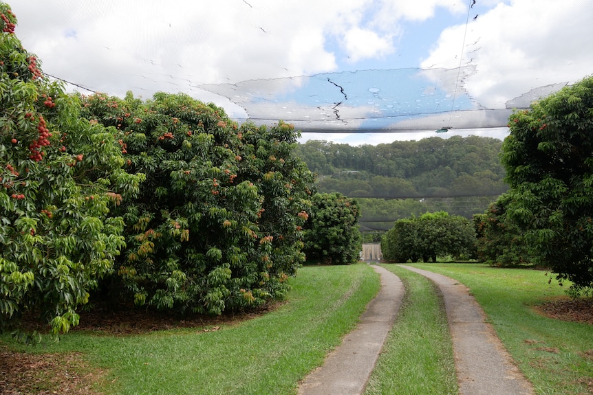 Rows of large lychee trees under big netted area.