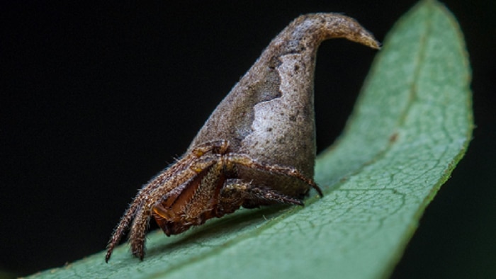 Eriovixia gryffindori spider has a pronounced abdomen, resembling the shape of the sorting hat from Harry Potter.
