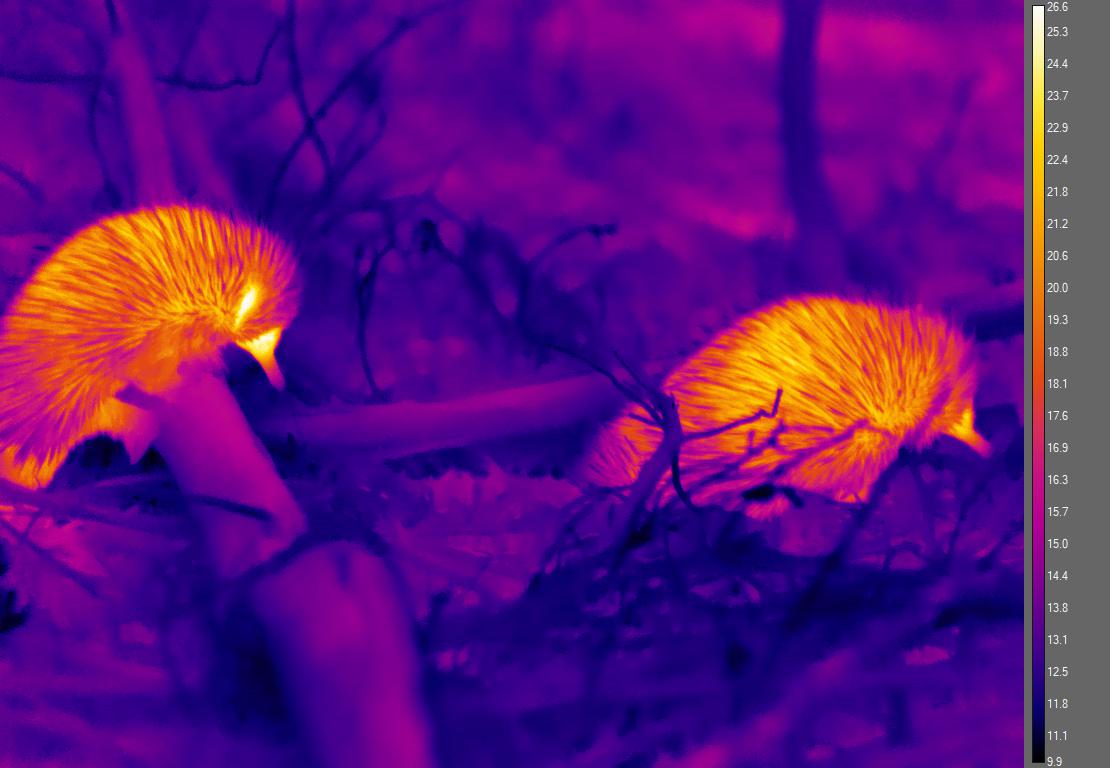 A thermal image of an echidna