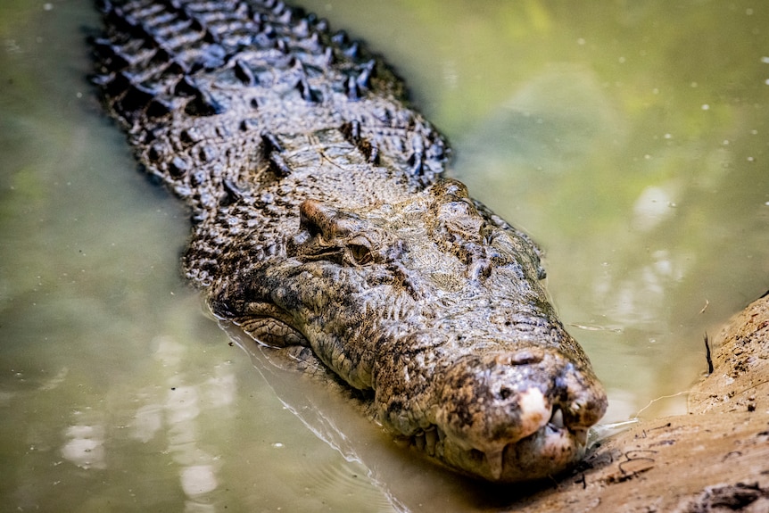A close-up photo of a crocodile in the water.