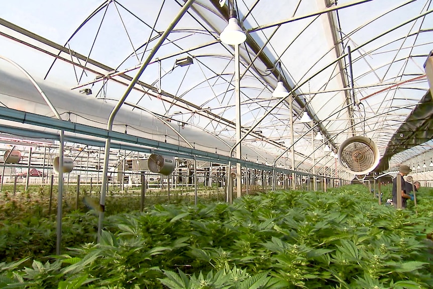 Shows the inside of a cannabis greenhouse, filled with plants.