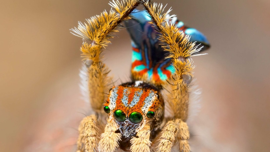 7 new species of colorful Peacock Spider join the dance party