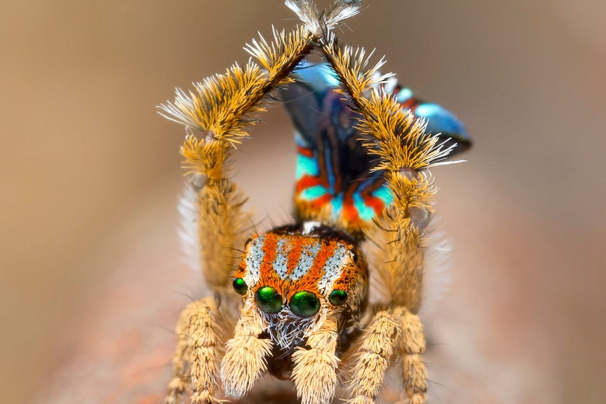 Maratus unicup with arms crossed above its head.