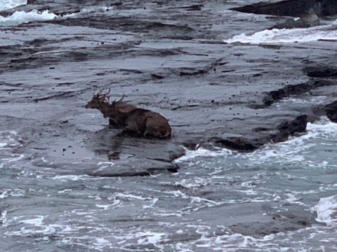Deer Euthanased After Being Washed Into The Ocean Near Puckey S Estate At Wollongong Abc News