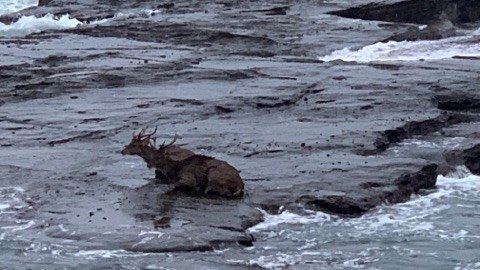 Two deer stranded on a rock at a beach in NSW.