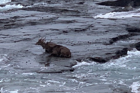 Two deer stranded on a rock at a beach in NSW.