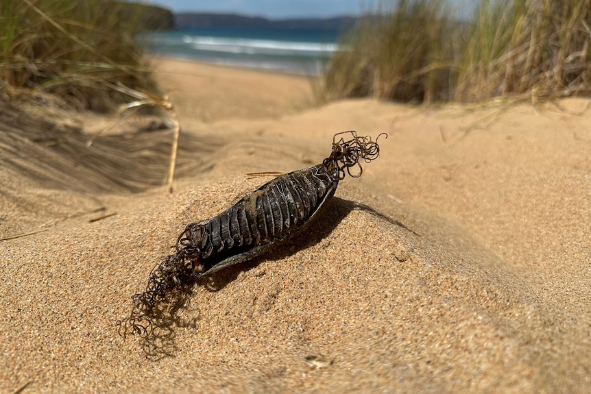 egg of a draftboad shark 