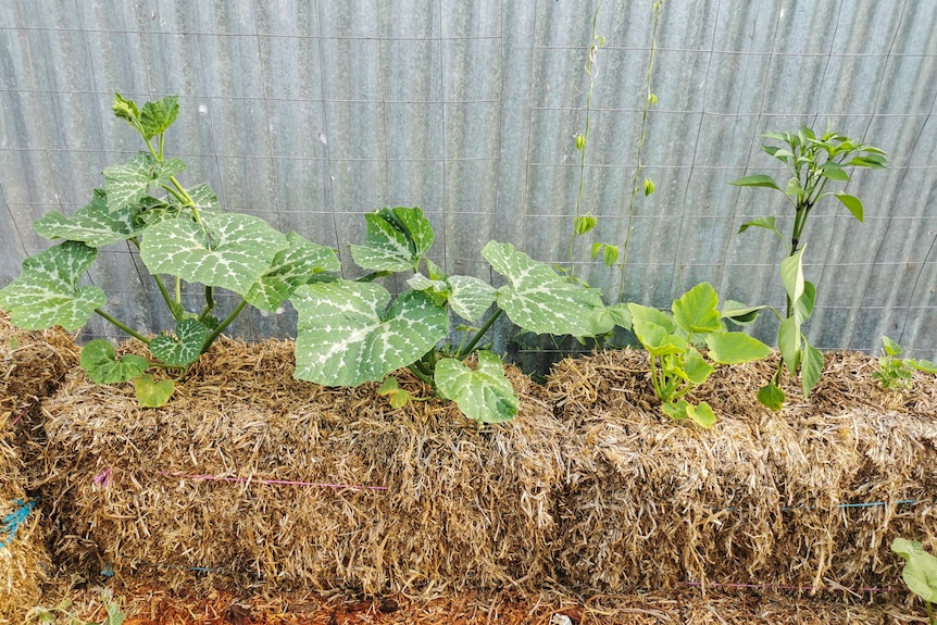 Why I decided to grow veggies in straw bales — and fertilise them with ...