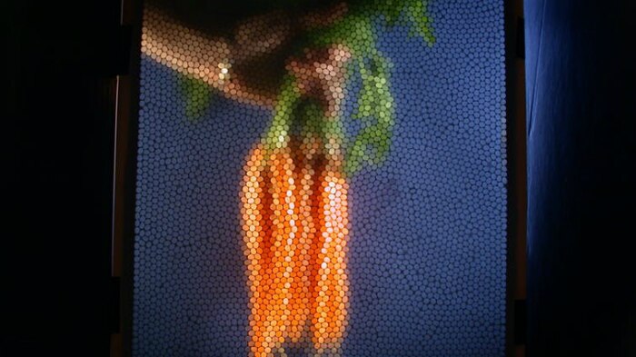 A bee-camera-eye view of carrots.