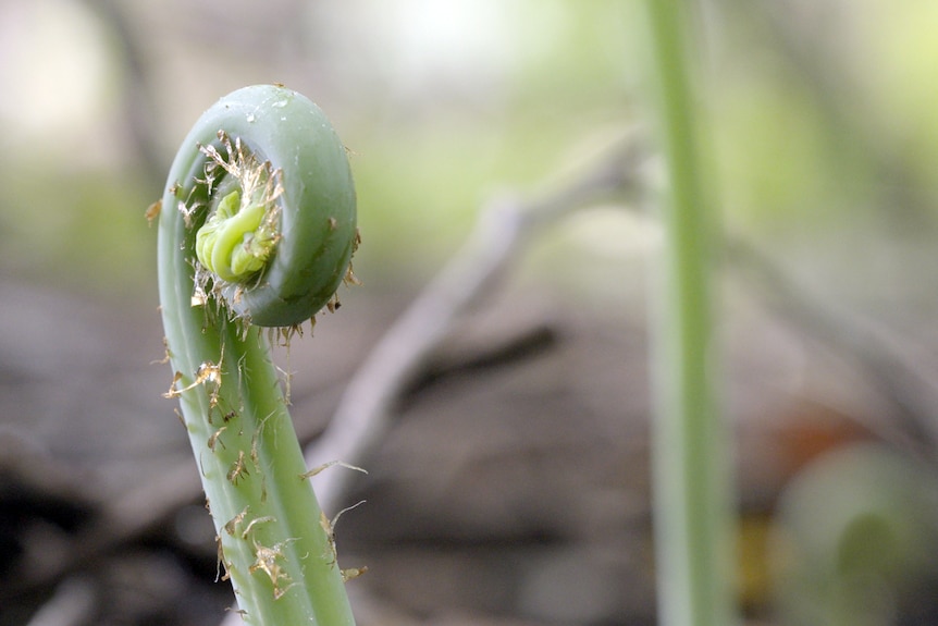 An upclose photo of an unfurling fern frond.