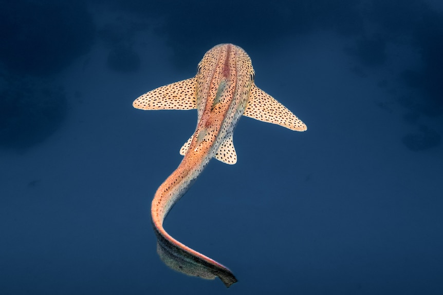 A leopard shark swims away from the camera, the ocean bed is blurred beneath the spotted shark. 