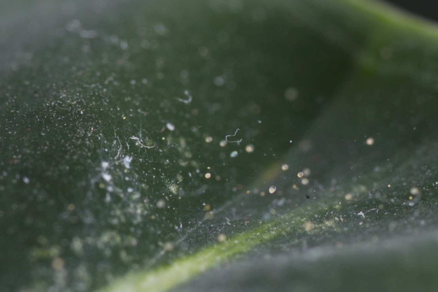 A macro image of spider mites and web on the leaf of an indoor plant, a common pest that can be treated.