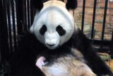 Shin Shin holds a baby panda
