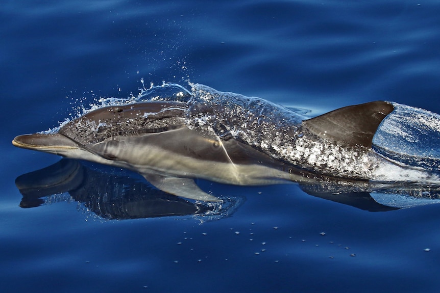An action shot of a dolphin sliding through the clear blue ocean.