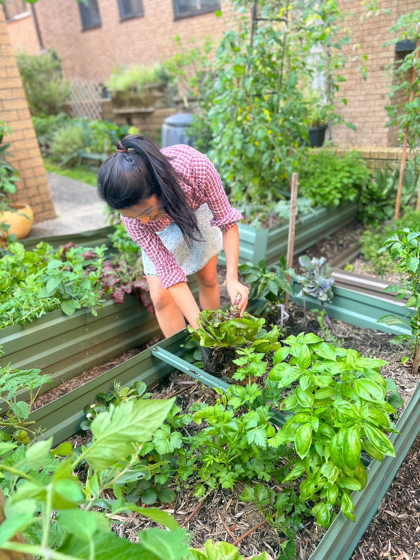A woman tends to a lettuce in a garden bed.