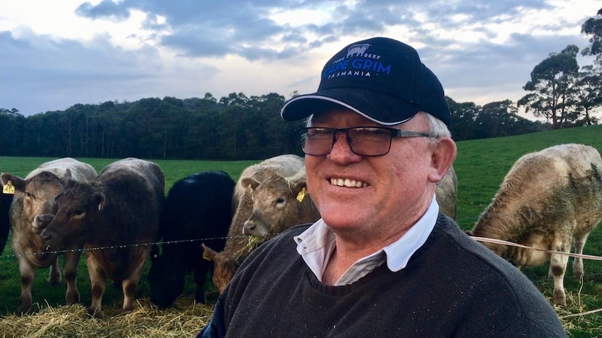 Man in front of cows