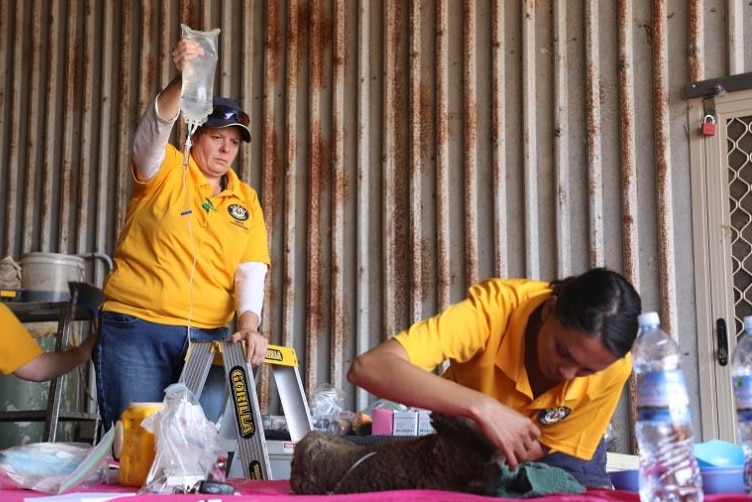 A woman holds medical fluids up as another treats an injured koala in the RSPCA's impromptu field animal hospital.