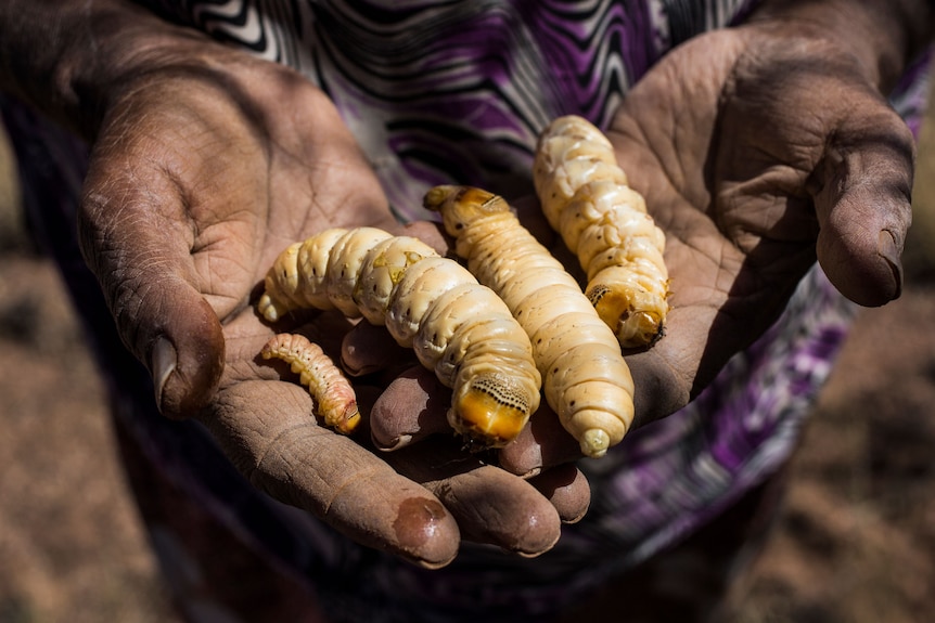 Four fat witjuti grubs on a pair out outstretch hands. 