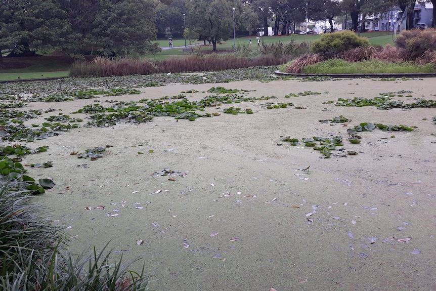 A pond covered in duckweed.