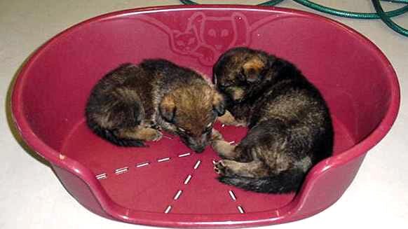 Turk, left, as a four-week-old pup.