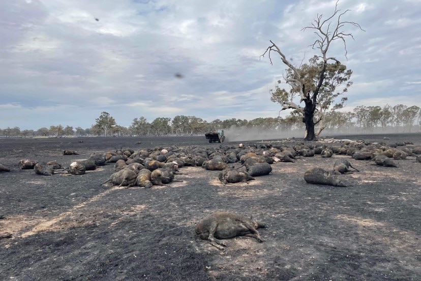 deceased sheep lie blackened on a burnt-out paddock 