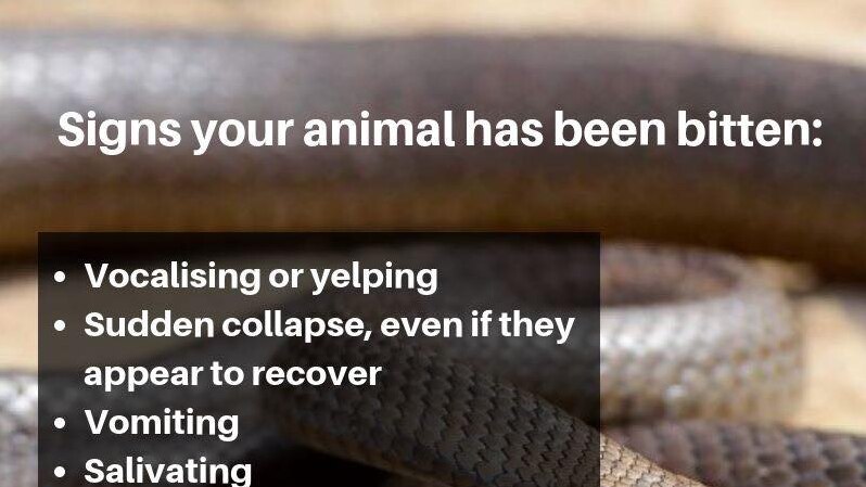 signs of your animal being bitten list: vocalising or yelping, sudden collapse, even if they appear to recover, vomiting