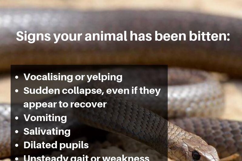 signs of your animal being bitten list: vocalising or yelping, sudden collapse, even if they appear to recover, vomiting