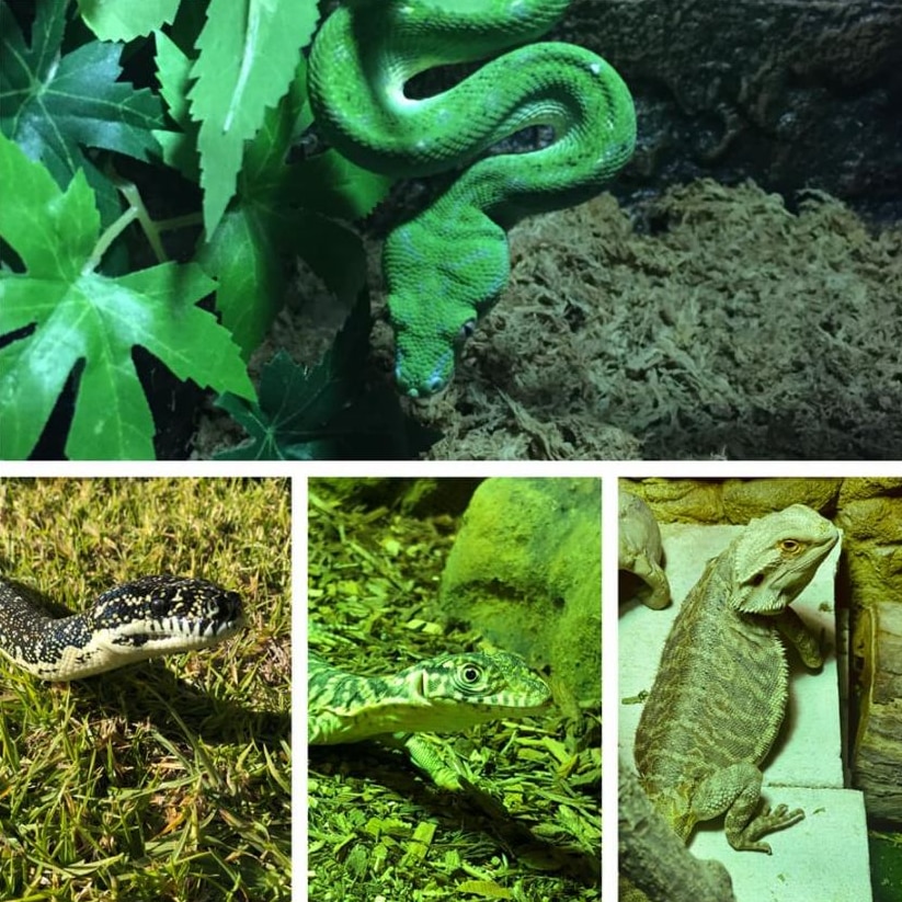 A collage of four reptiles 