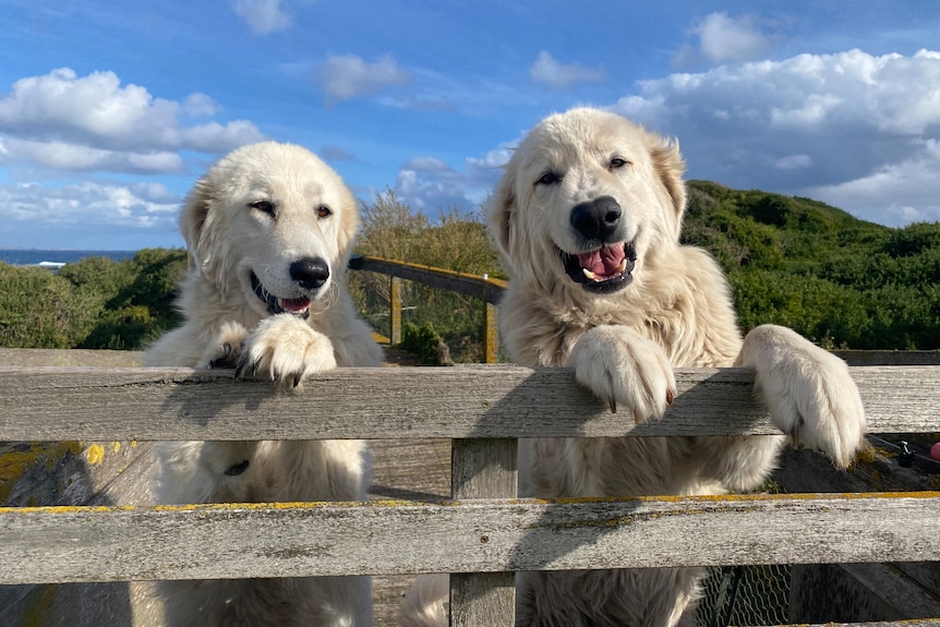 Two white maremma dogs resting on a fence smiling at the camera