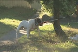 One of three Staffordshire Terriers captured after attacking a jogger