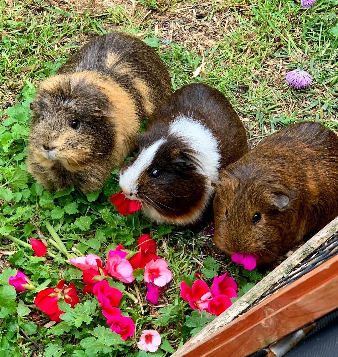 How to grow edible flowers at home ABC Everyday