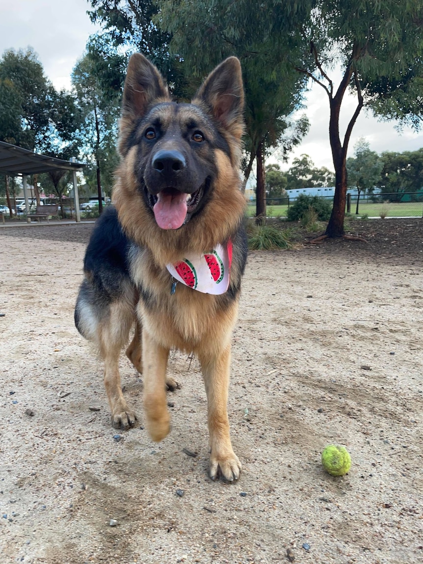 Diego, a young German shepherd, having fun at his local dog park. 