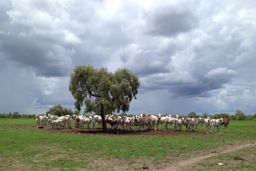 Cattle gather as a group as a storm approaches Hayfield Station, Northern Territory