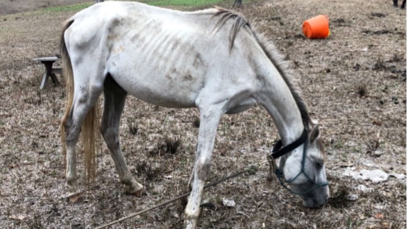 White horse trying to eat from brown grass, with ribs and bones showing.