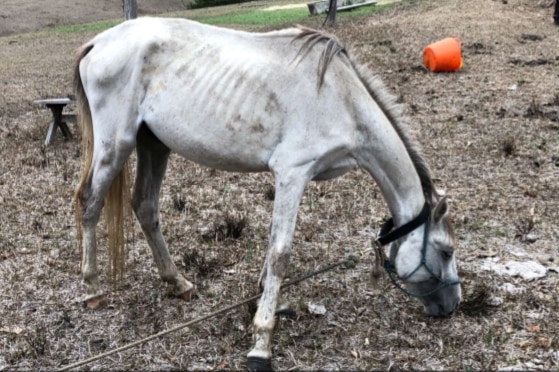 White horse trying to eat from brown grass, with ribs and bones showing.