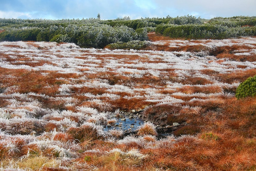 Peat bog in Poland
