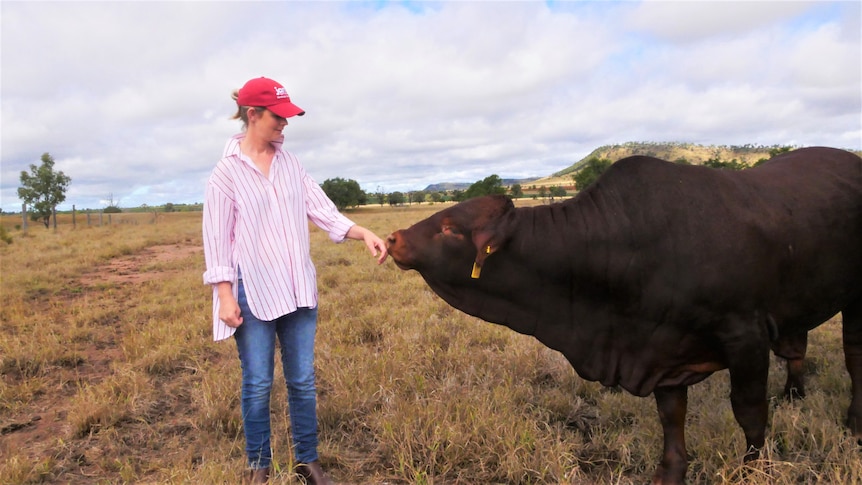 A woman standing in a paddock reaches her hand out as a large dark red coloured bull sniffs it