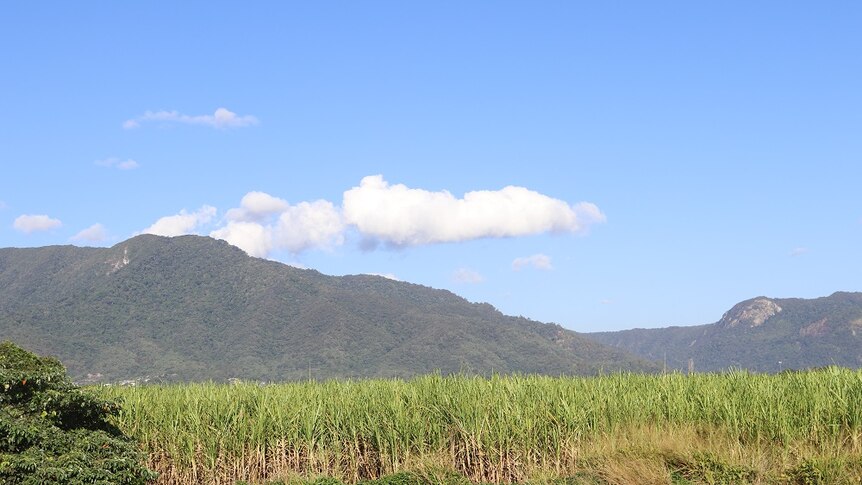 Landscape photo of cane field on a sunny day in far north Queensland.