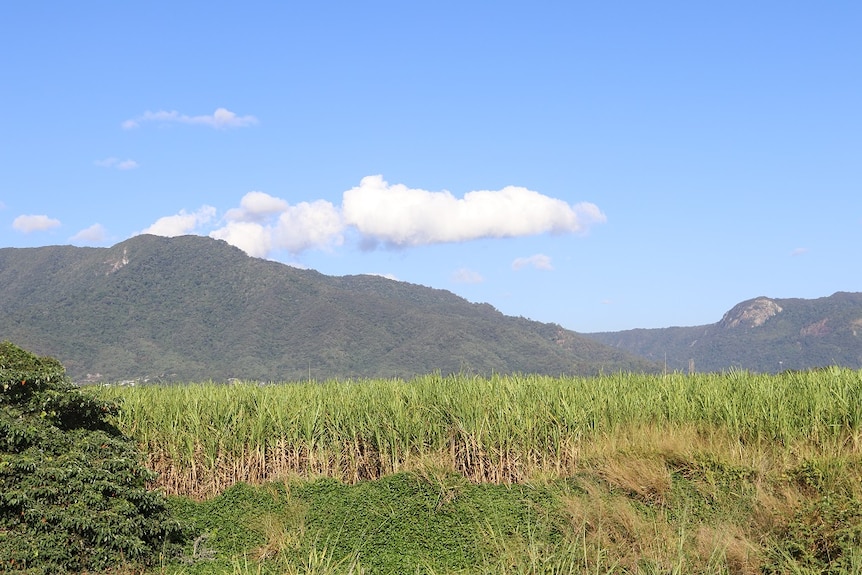 Landscape photo of cane field on a sunny day in far north Queensland.