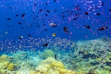 Fish and coral densely populate the deep blue waters around Christmas Island 