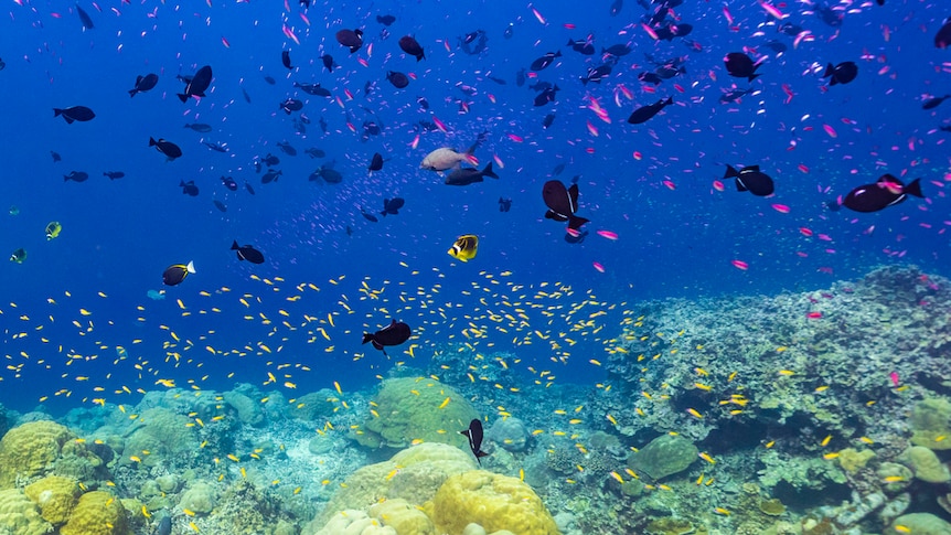 Fish and coral densely populate the deep blue waters around Christmas Island 