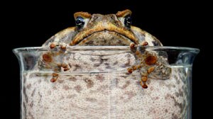Animal welfare groups say it is best to kill cane toads by putting them in the freezer.