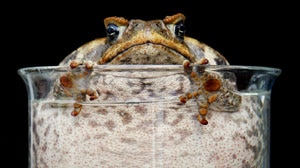 Scientists are trying to establish where to release the genetically-modified toads.
