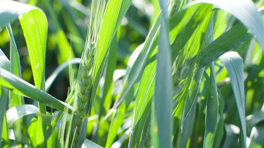 Wheat grows in a field at Warracknabeal.
